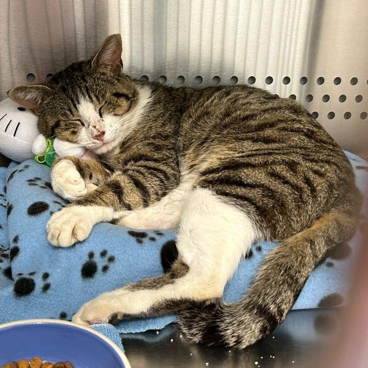 Enlarge Wally, a Adoptable Domestic Short Hair in Bowie, MD image 3/5