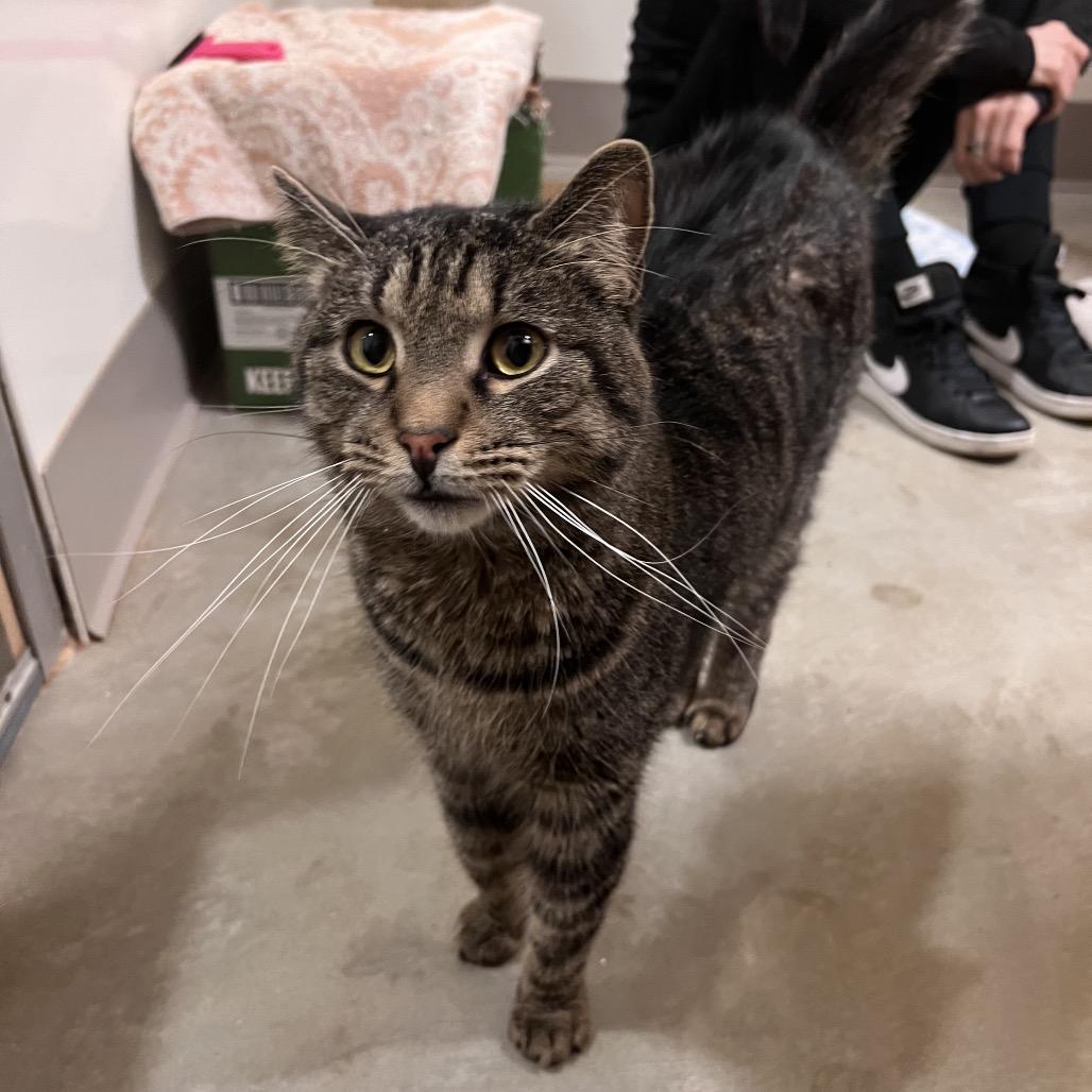 Enlarge Leopawdio DiCatprio, a Adoptable Domestic Short Hair in Chicago, IL image 1/1