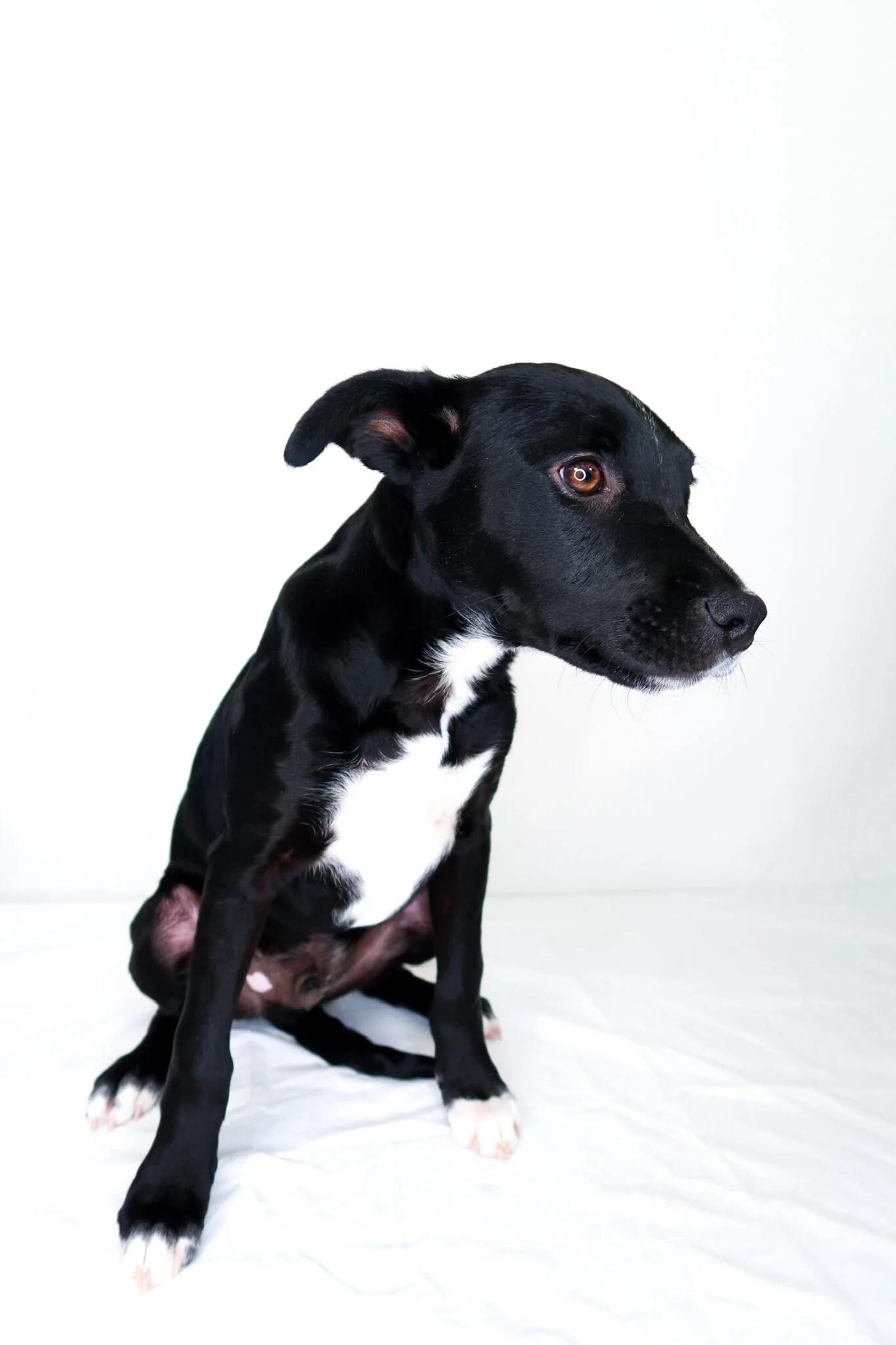 Enlarge Banjo, a ADOPTABLE mixed breed in Bixby, OK image 5/6