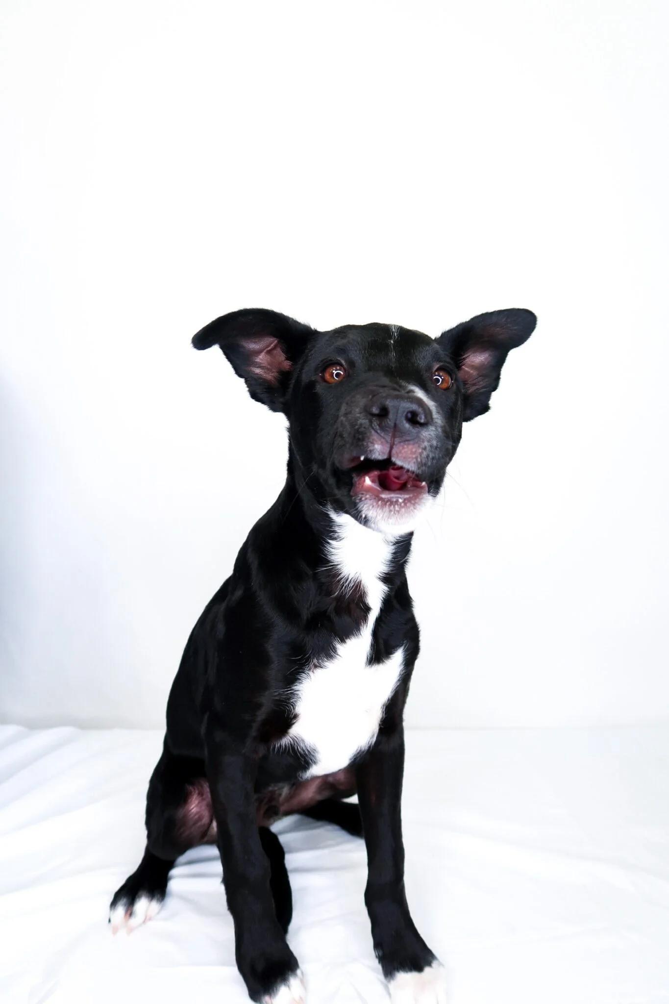 Enlarge Banjo, a ADOPTABLE mixed breed in Bixby, OK image 4/6