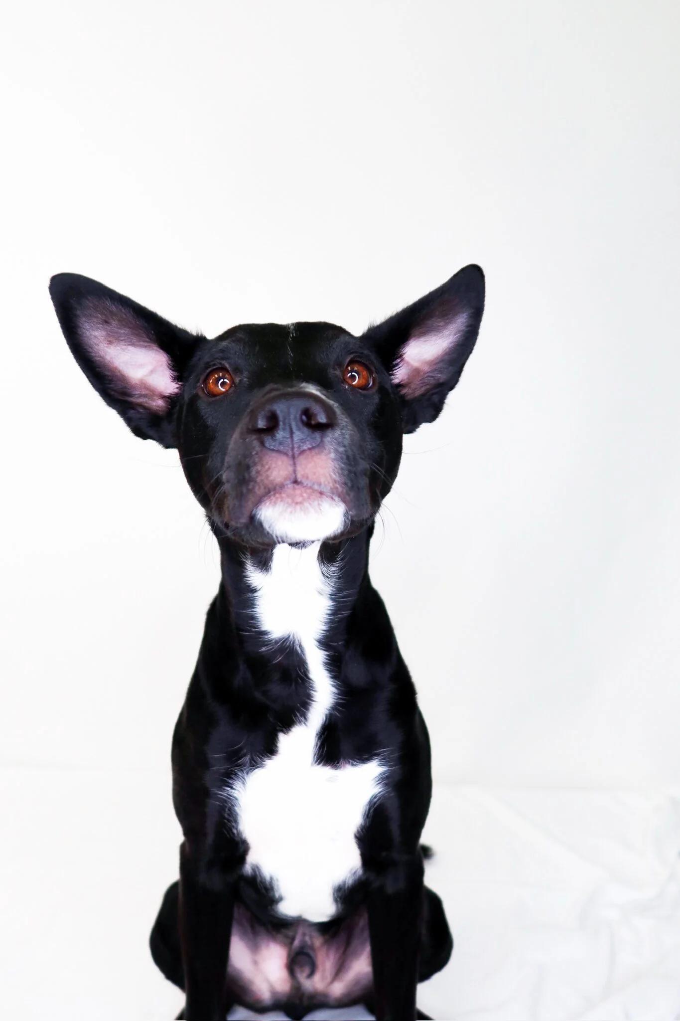 Banjo, adoptable, Young Male Terrier.