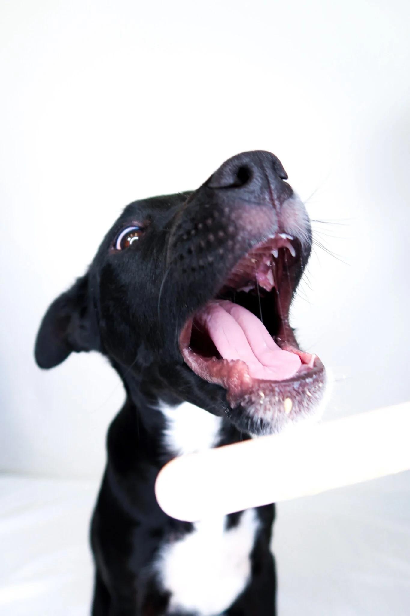 Enlarge Banjo, a ADOPTABLE mixed breed in Bixby, OK image 6/6