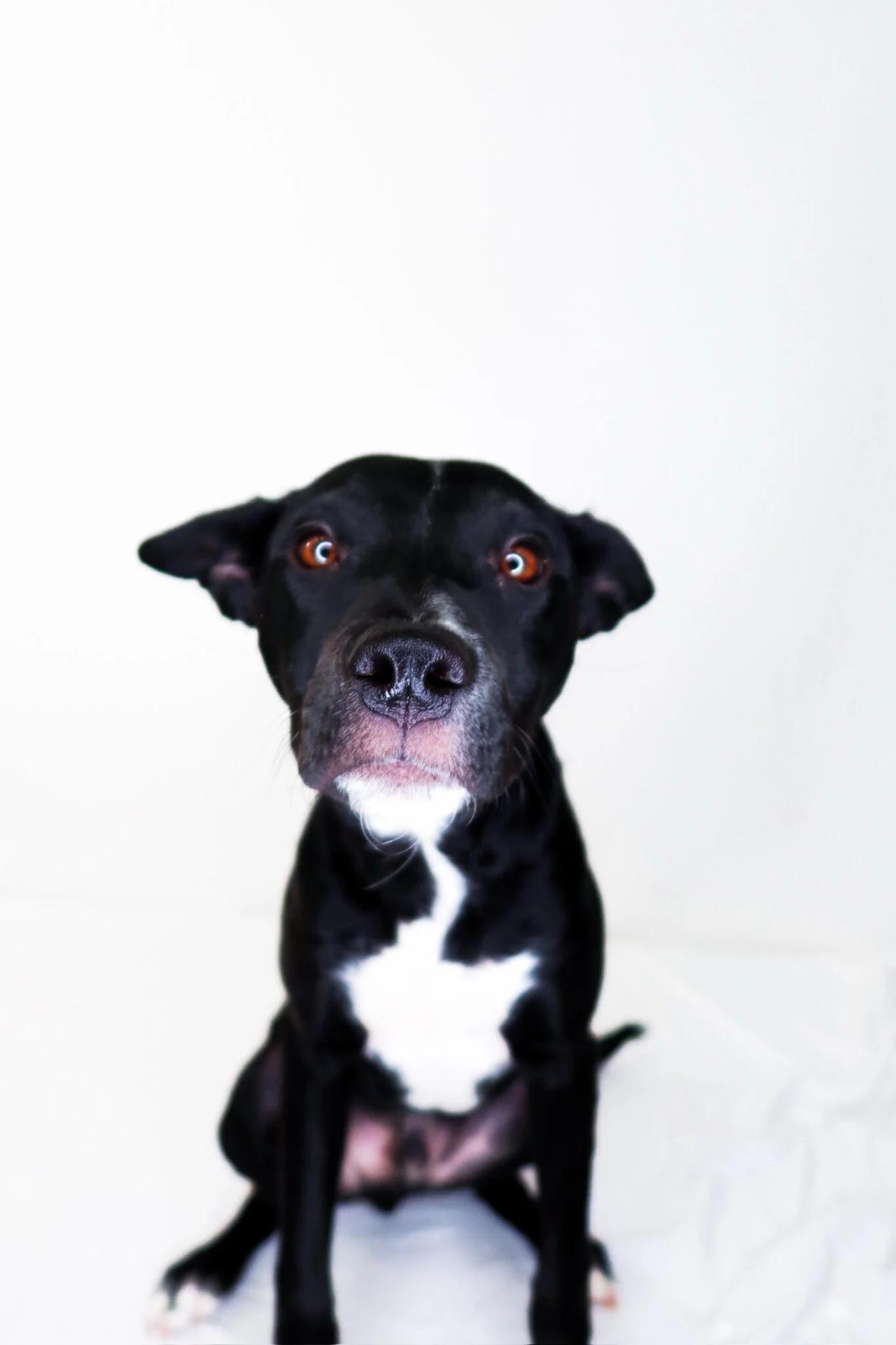 Enlarge Banjo, an adoptable mixed breed in Bixby, OK image 4/5