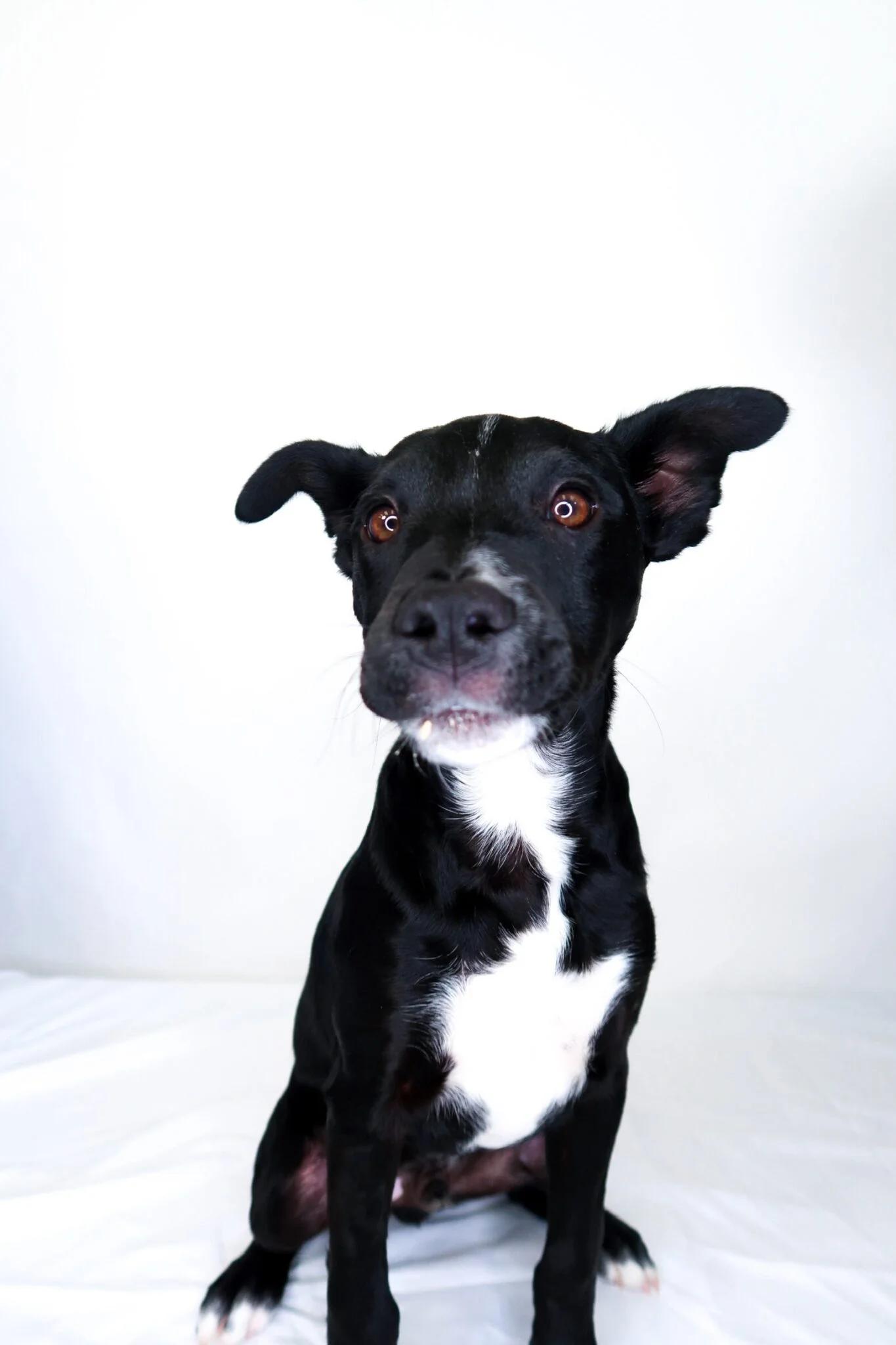 Banjo, ADOPTABLE, Puppy Male Terrier.