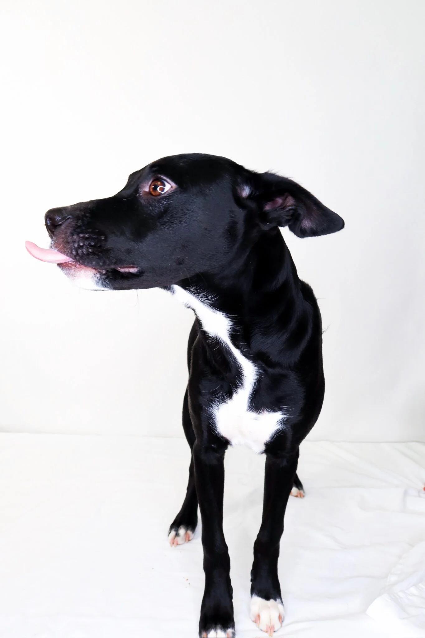 Enlarge Banjo, an adoptable mixed breed in Bixby, OK image 5/5