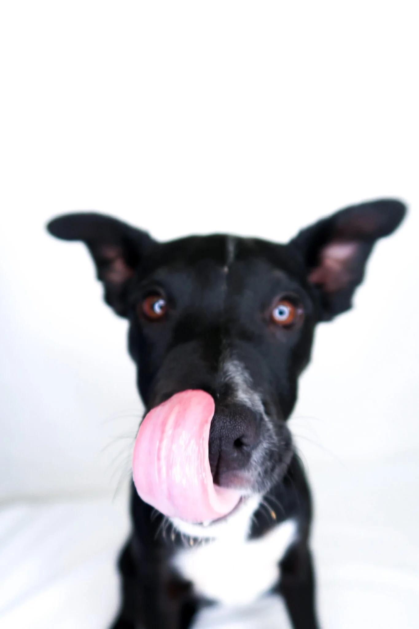 Enlarge Banjo, a ADOPTABLE mixed breed in Bixby, OK image 2/6