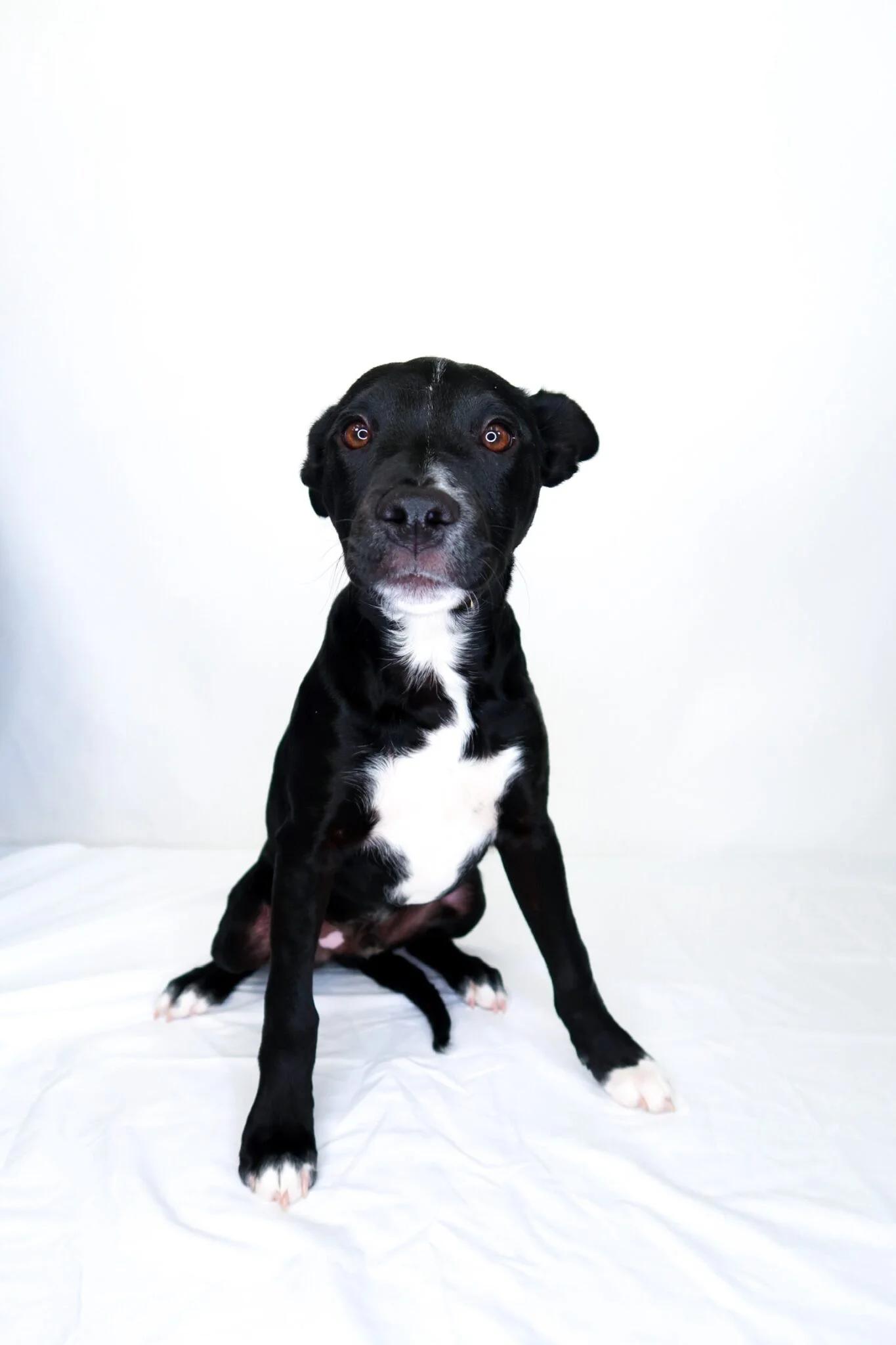 Enlarge Banjo, a ADOPTABLE mixed breed in Bixby, OK image 3/6