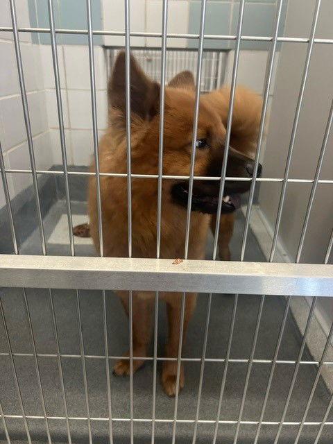 Enlarge Cowboyy, a Adoptable Chow Chow in San Antonio, TX image 1/2