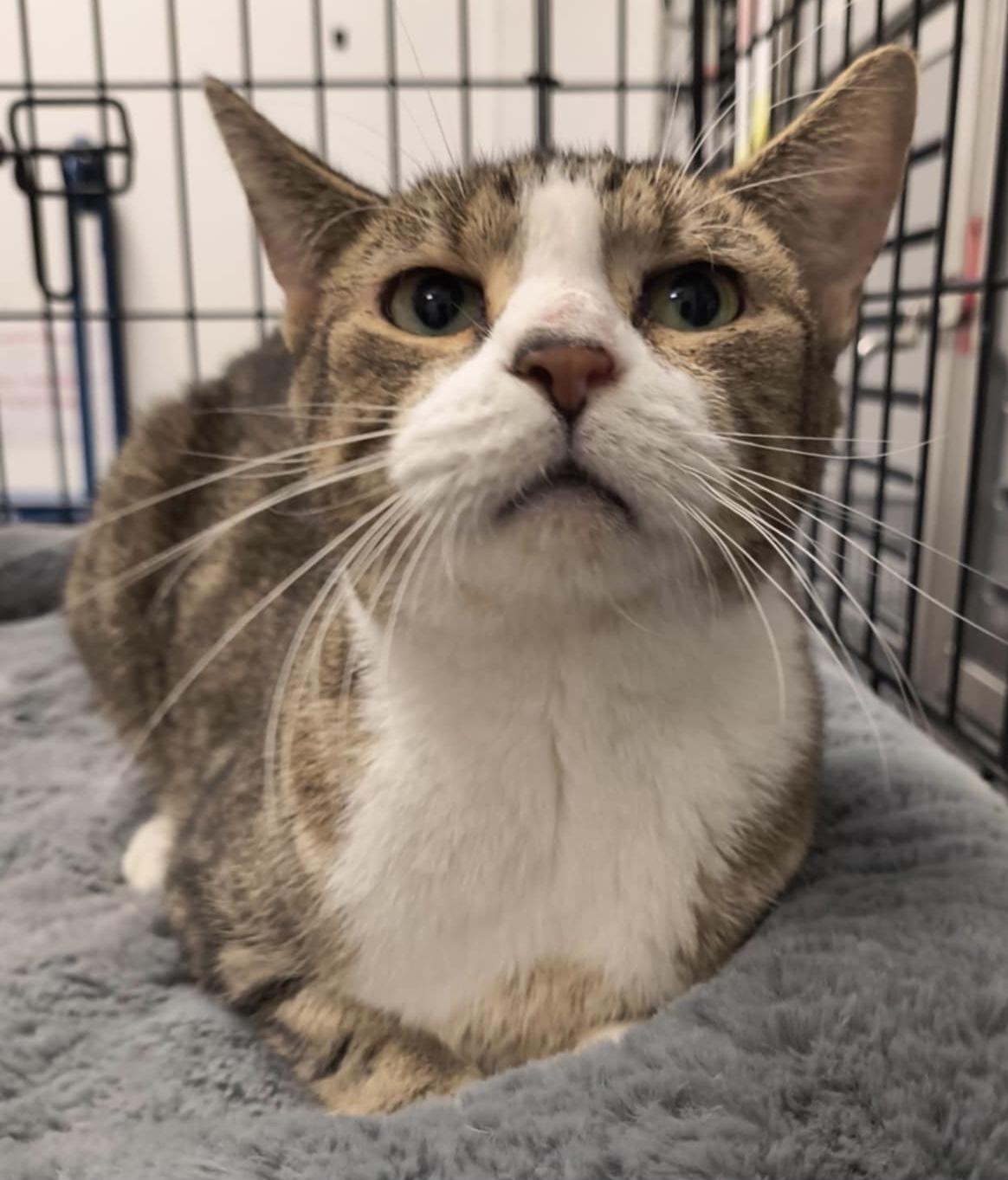 Blubelle, Adoptable, Young Female Domestic Short Hair.