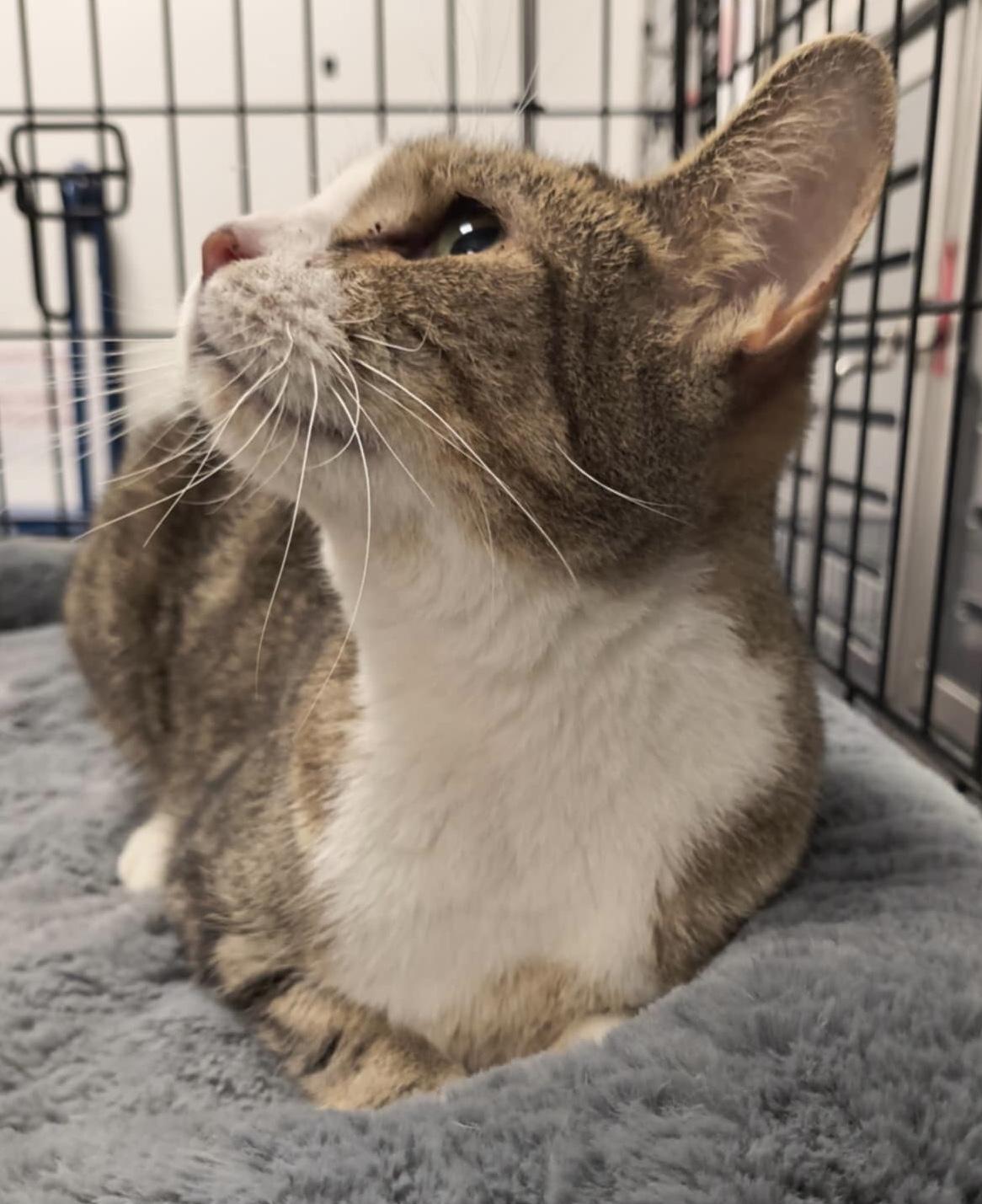 Blubelle, a Adoptable Domestic Short Hair in staten island, NY image 3/3