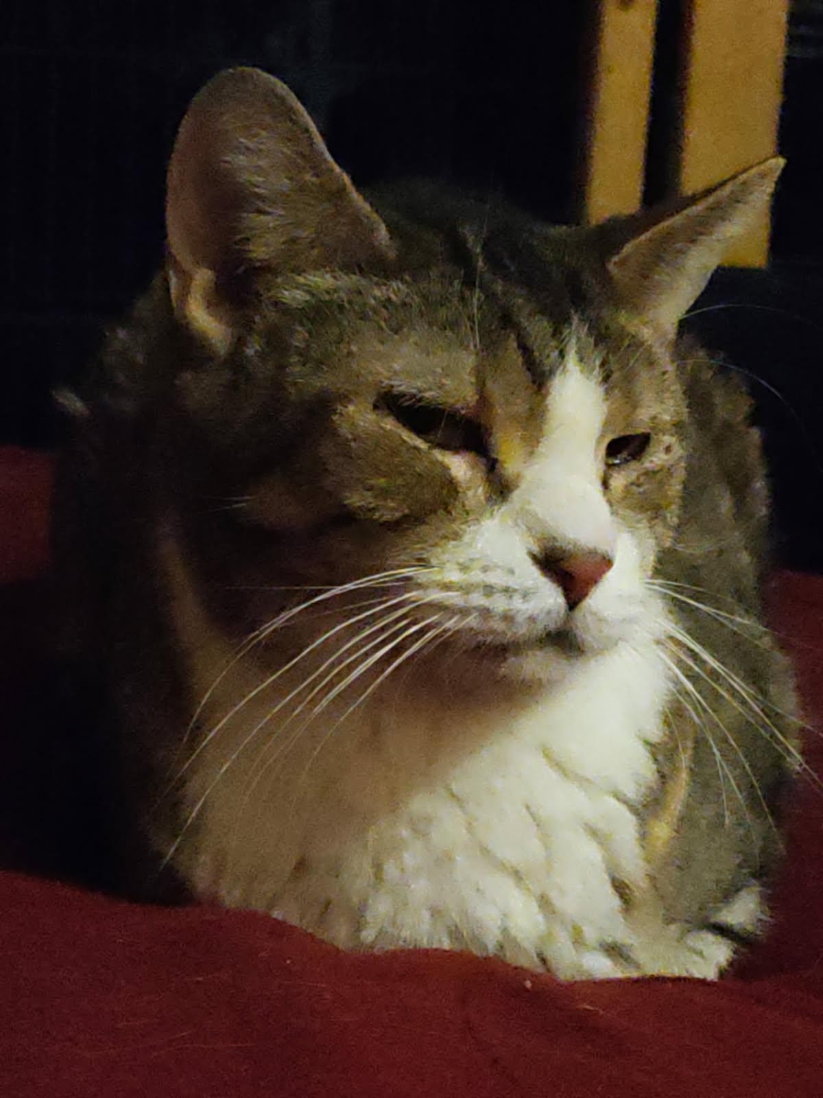 Blubelle, a Adoptable Domestic Short Hair in staten island, NY image 2/3