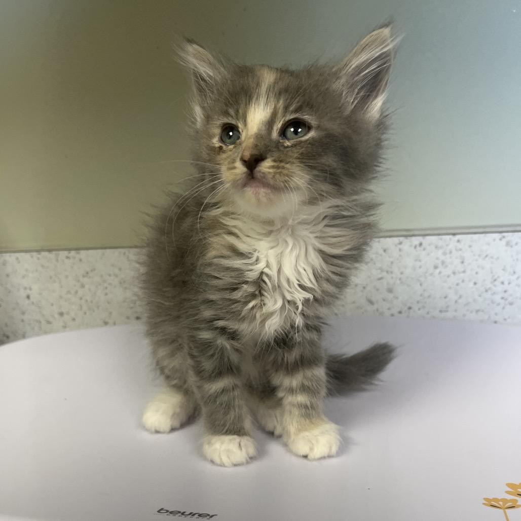 Cleo, adopted, Kitten Female Domestic Long Hair.