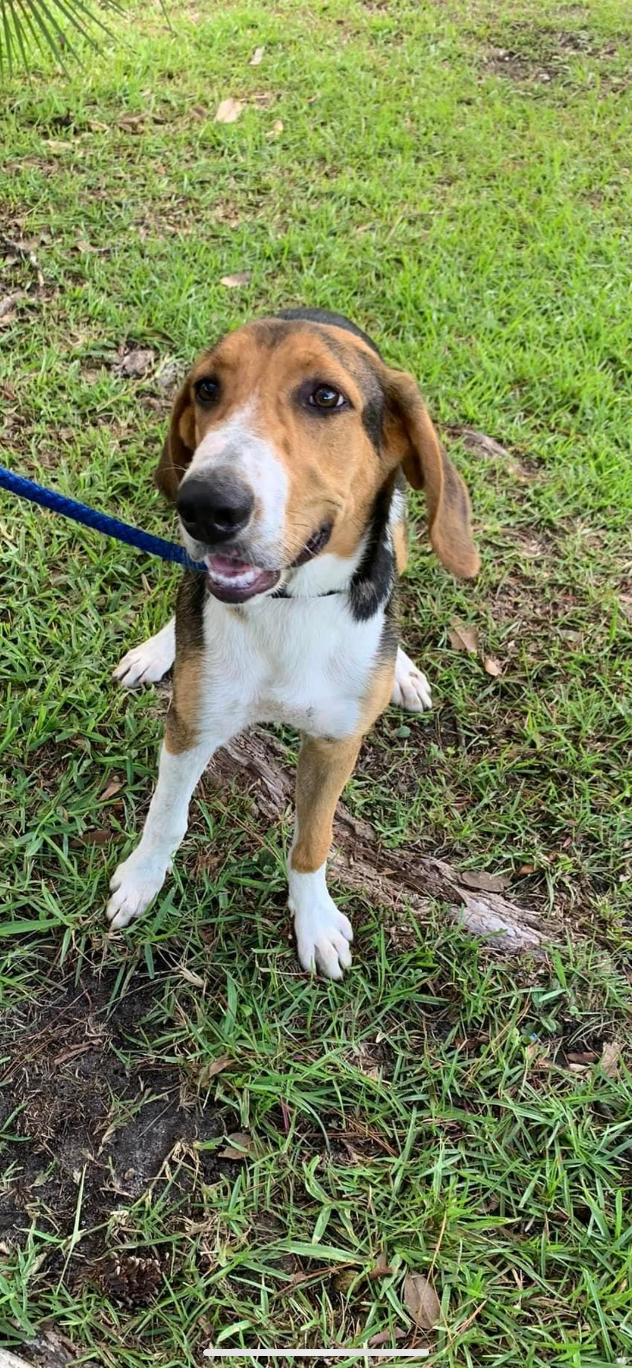 Enlarge Elisa, a Adopted Treeing Walker Coonhound in Monticello, FL image 1/1
