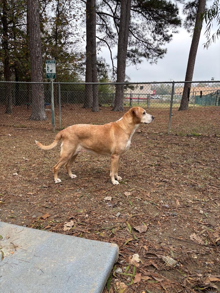 Ryelle, a Adoptable mixed breed in Little Rock, AR image 1/5
