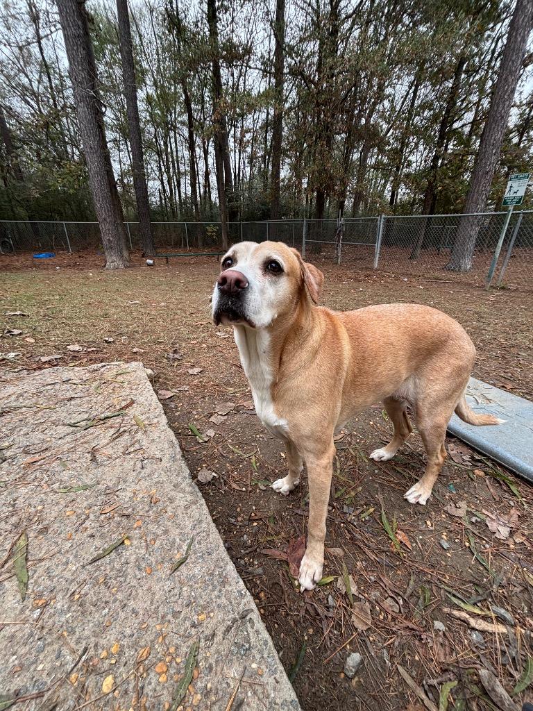 Ryelle, a Adoptable mixed breed in Little Rock, AR image 2/5