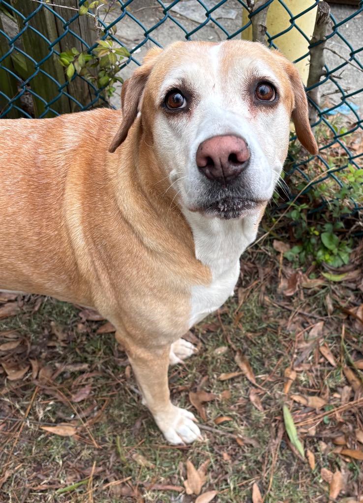 Ryelle, a Adoptable mixed breed in Little Rock, AR image 3/5