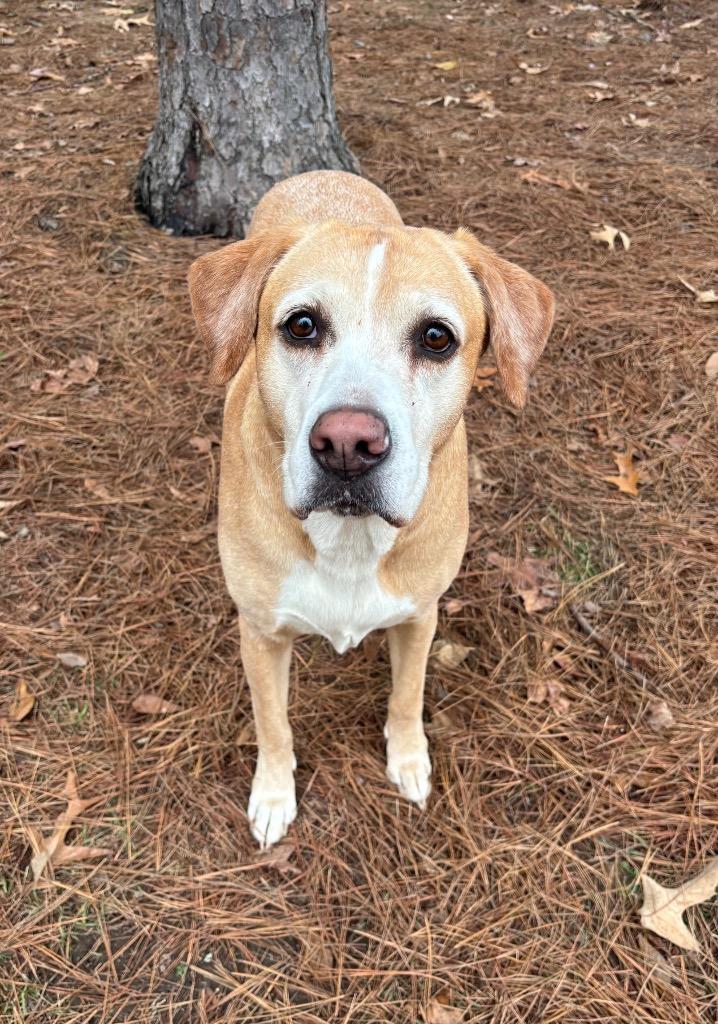 Ryelle, a Adoptable mixed breed in Little Rock, AR image 4/5