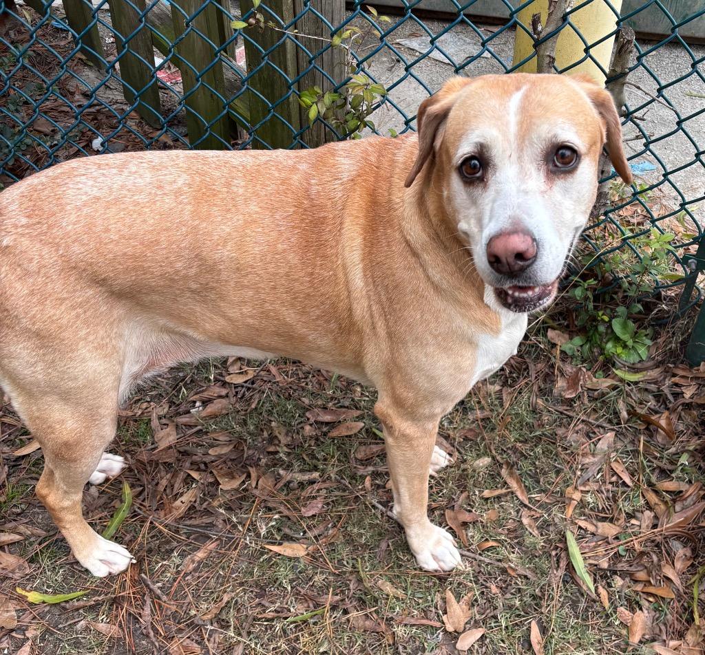 Ryelle, a Adoptable mixed breed in Little Rock, AR image 5/5