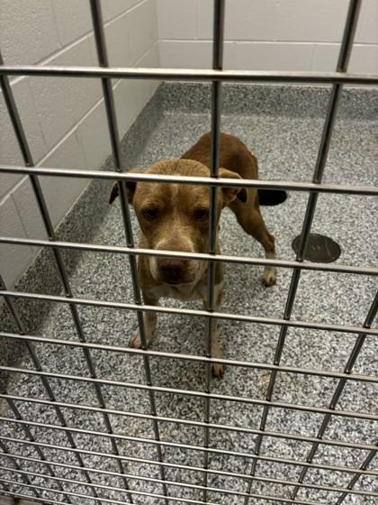 25-152 Barbie, Adoptable, Adult Female Pit Bull Terrier & Mixed Breed.
