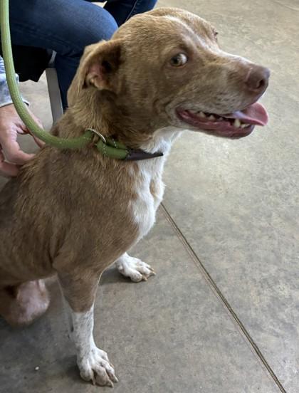 25-152 Barbie, a Adoptable mixed breed in Barnesville, GA image 2/2