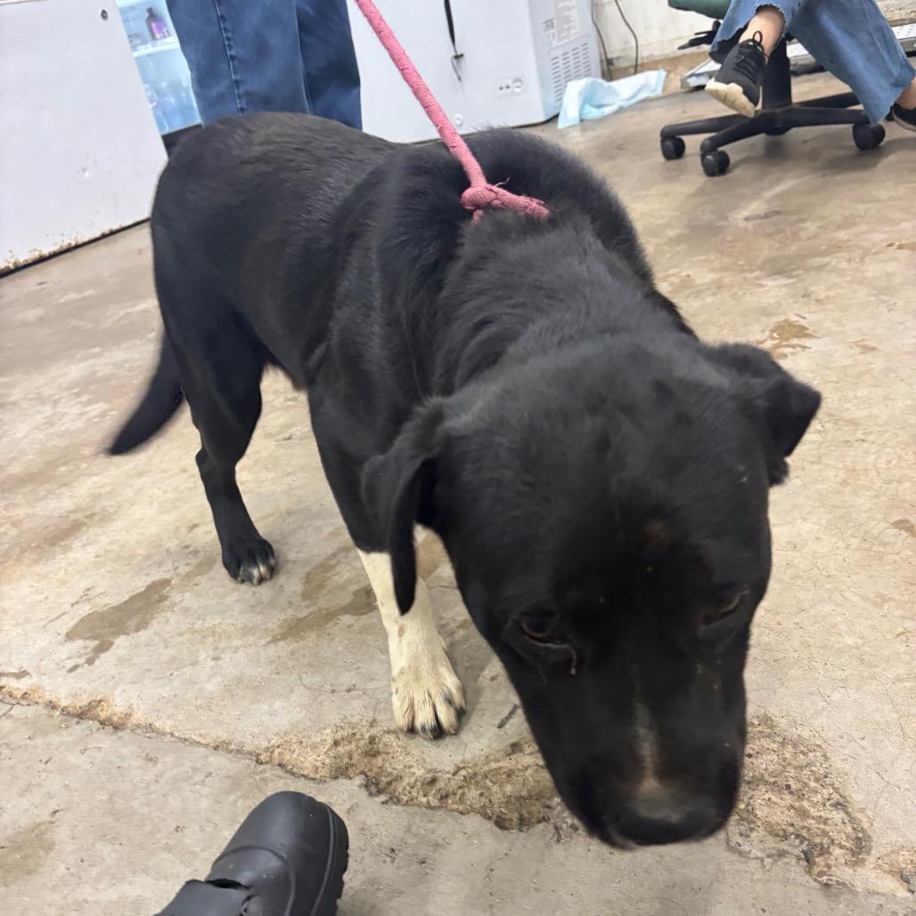 Ducky, Adoptable, Adult Male Mixed Breed.