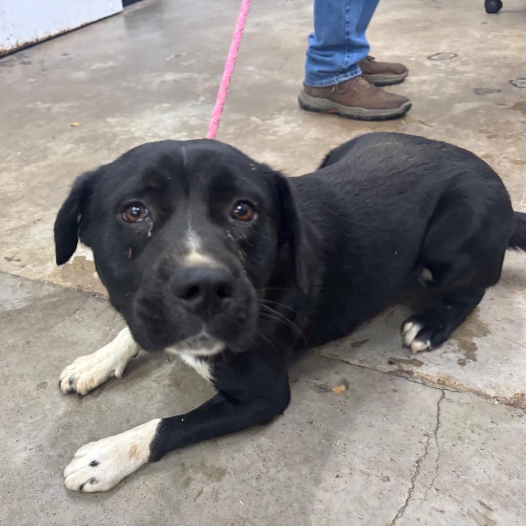 Enlarge Ducky, a Adoptable Mixed Breed in Corbin, KY image 2/2