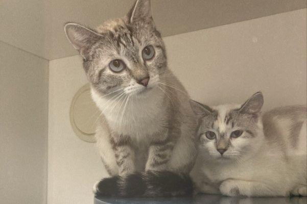 Zinnia, a Adoptable Domestic Short Hair in New York, NY image 2/3