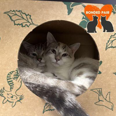 Zinnia, a Adoptable Domestic Short Hair in New York, NY image 3/3