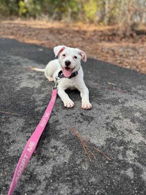 Enlarge Danny, an adopted Mixed Breed in charleston, SC image 2/6
