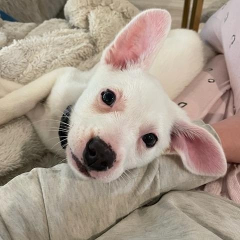 Enlarge Danny, an adopted Mixed Breed in charleston, SC image 6/6