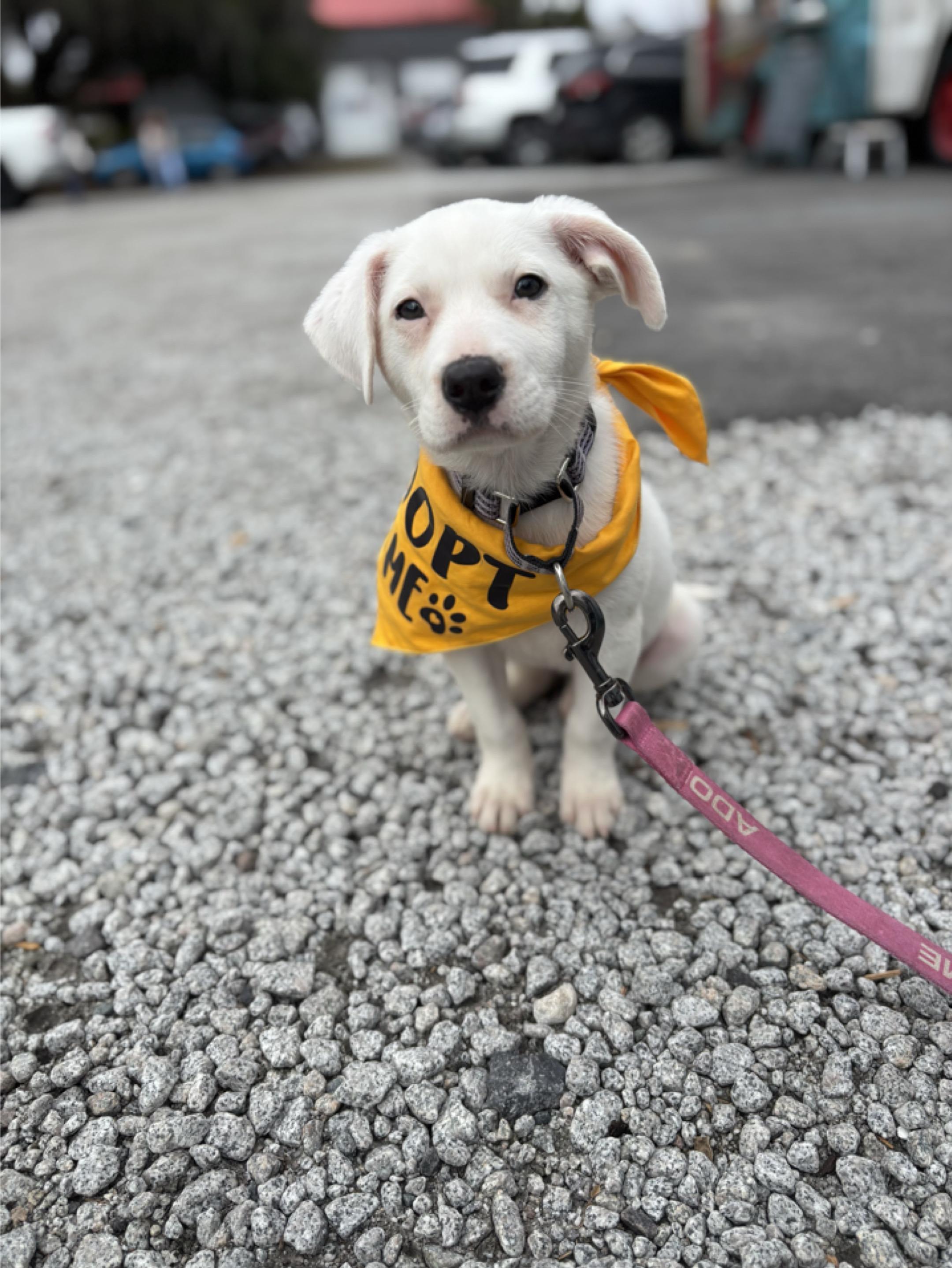 Danny, adopted, Puppy Female Mixed Breed.