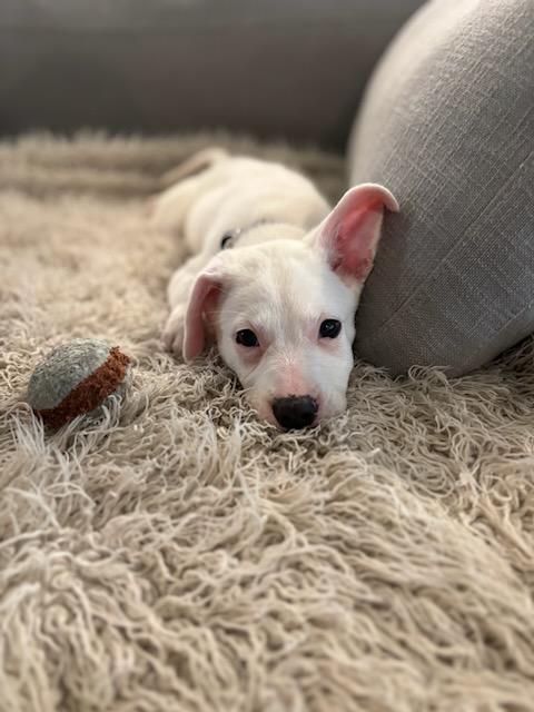 Enlarge Danny, an adopted Mixed Breed in charleston, SC image 3/6