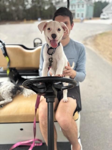 Enlarge Danny, an adopted Mixed Breed in charleston, SC image 4/6