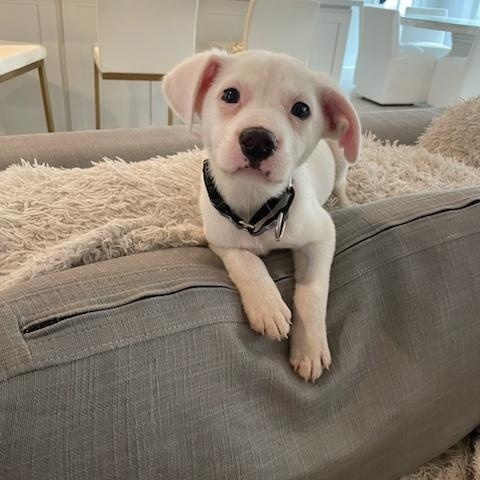 Enlarge Danny, an adopted Mixed Breed in charleston, SC image 5/6