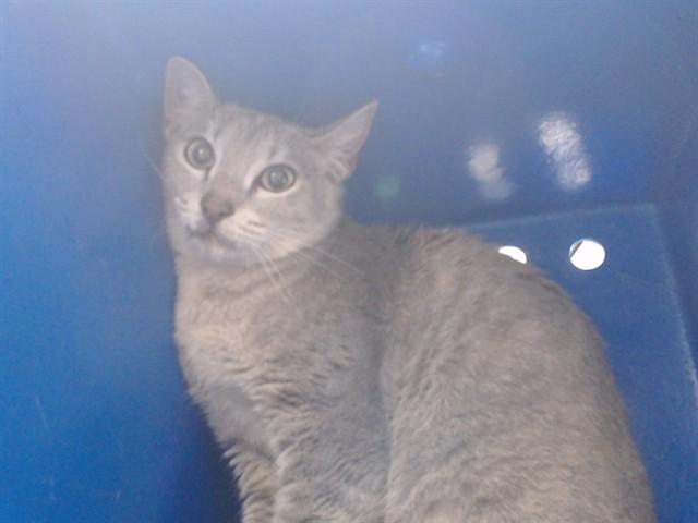 Enlarge FAIRY, a Adoptable Domestic Short Hair in Orlando, FL image 1/1