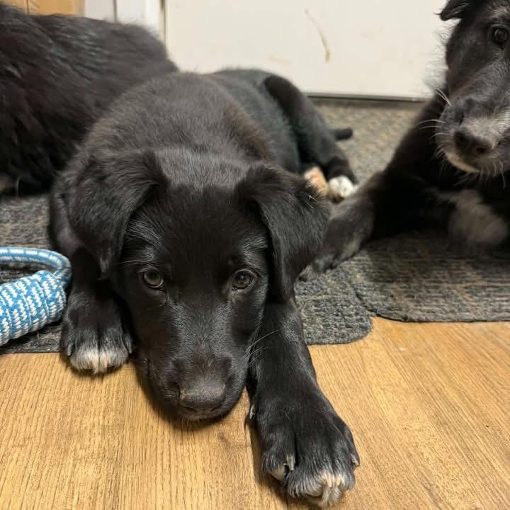 Enlarge Mini, a ADOPTABLE mixed breed in Lisle, ON image 1/2