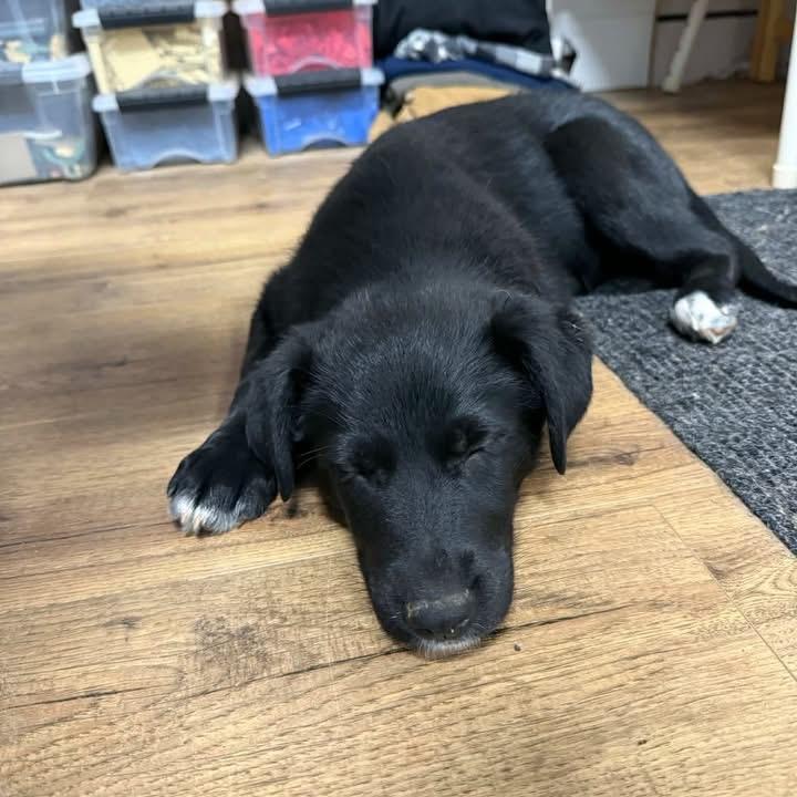 Enlarge Mini, a ADOPTABLE mixed breed in Lisle, ON image 2/2