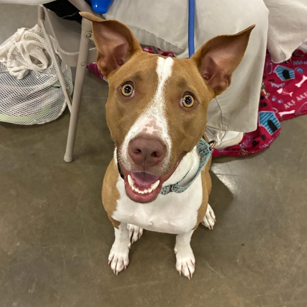 Harley, Adoptable, Young Female Terrier.
