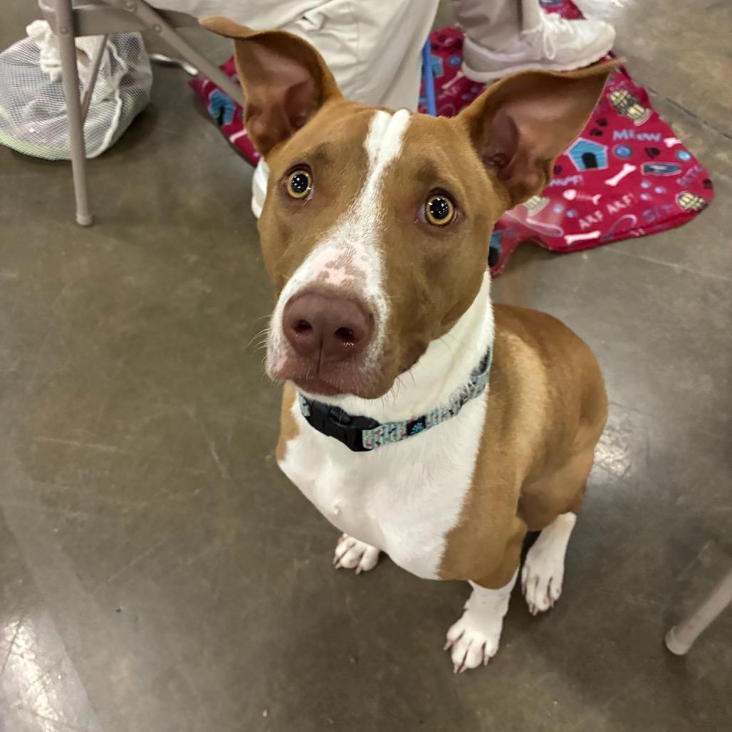 Enlarge Harley, a Adoptable Terrier in Little Rock, AR image 1/6
