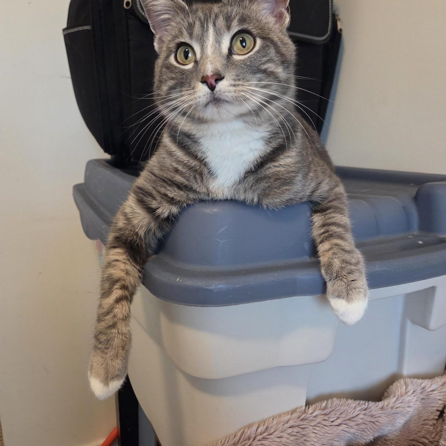 Chauncey, ADOPTABLE, Adult Male Domestic Short Hair.