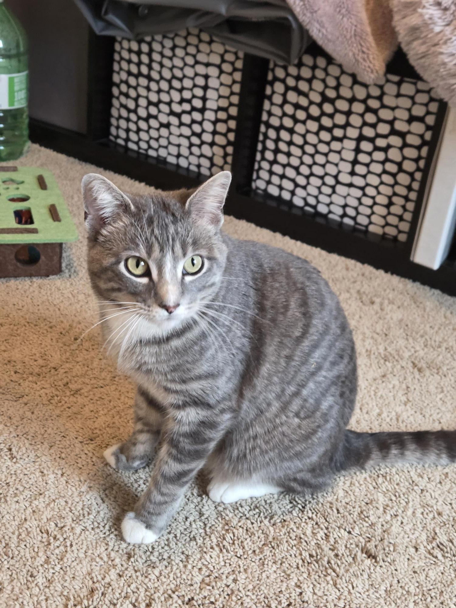 Enlarge Chauncey, a ADOPTABLE Domestic Short Hair in Calgary, AB image 5/6