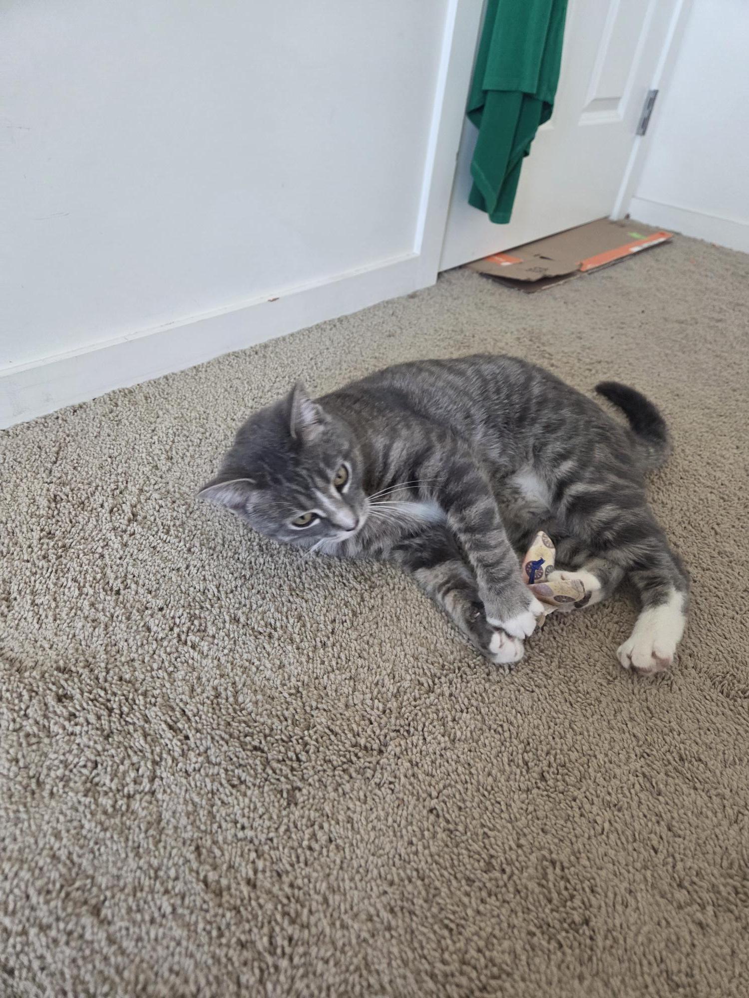 Enlarge Chauncey, a ADOPTABLE Domestic Short Hair in Calgary, AB image 2/6