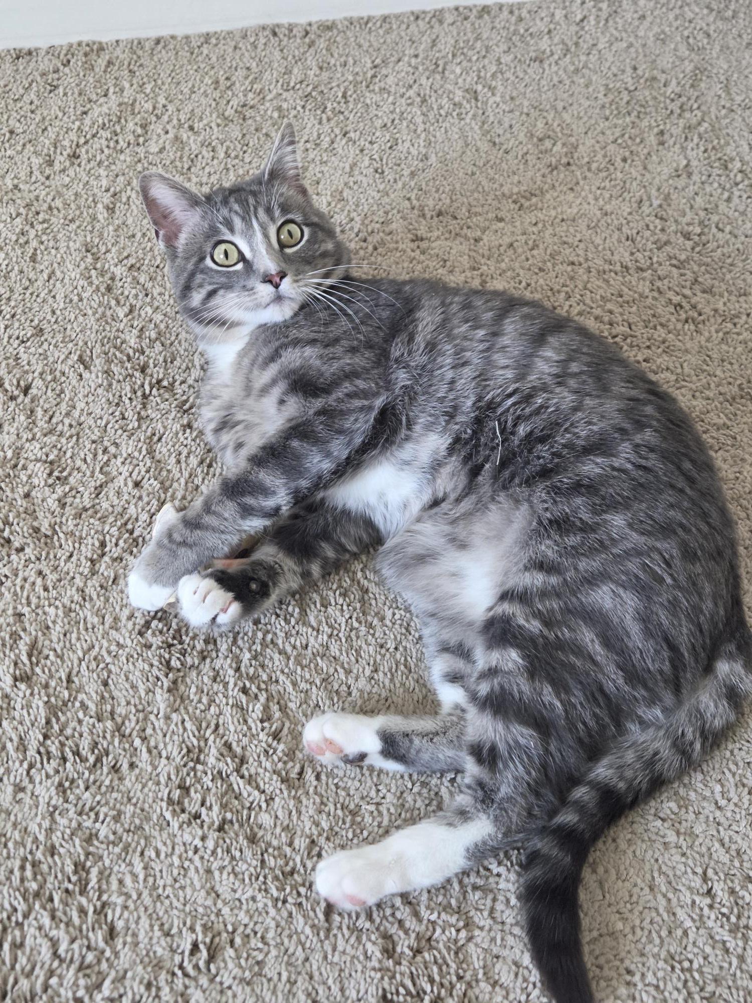 Enlarge Chauncey, a ADOPTABLE Domestic Short Hair in Calgary, AB image 6/6