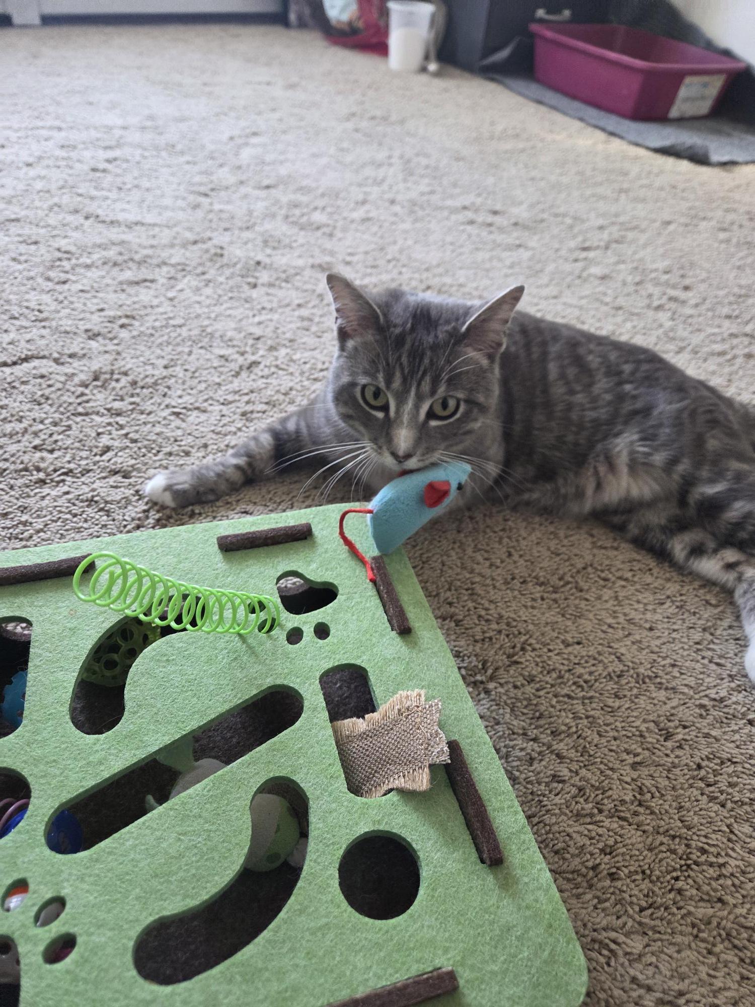 Enlarge Chauncey, a ADOPTABLE Domestic Short Hair in Calgary, AB image 4/6