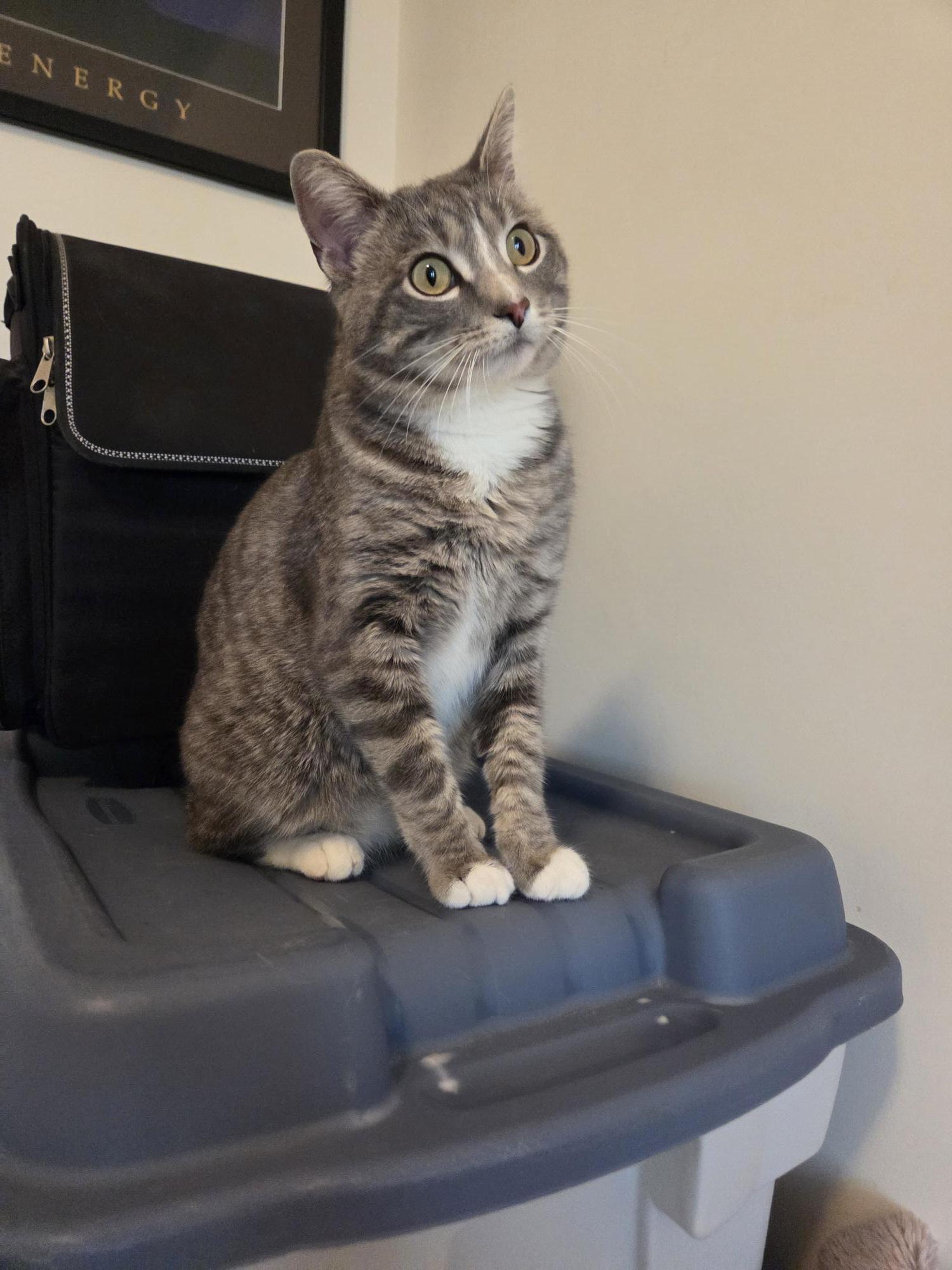Enlarge Chauncey, a ADOPTABLE Domestic Short Hair in Calgary, AB image 3/6