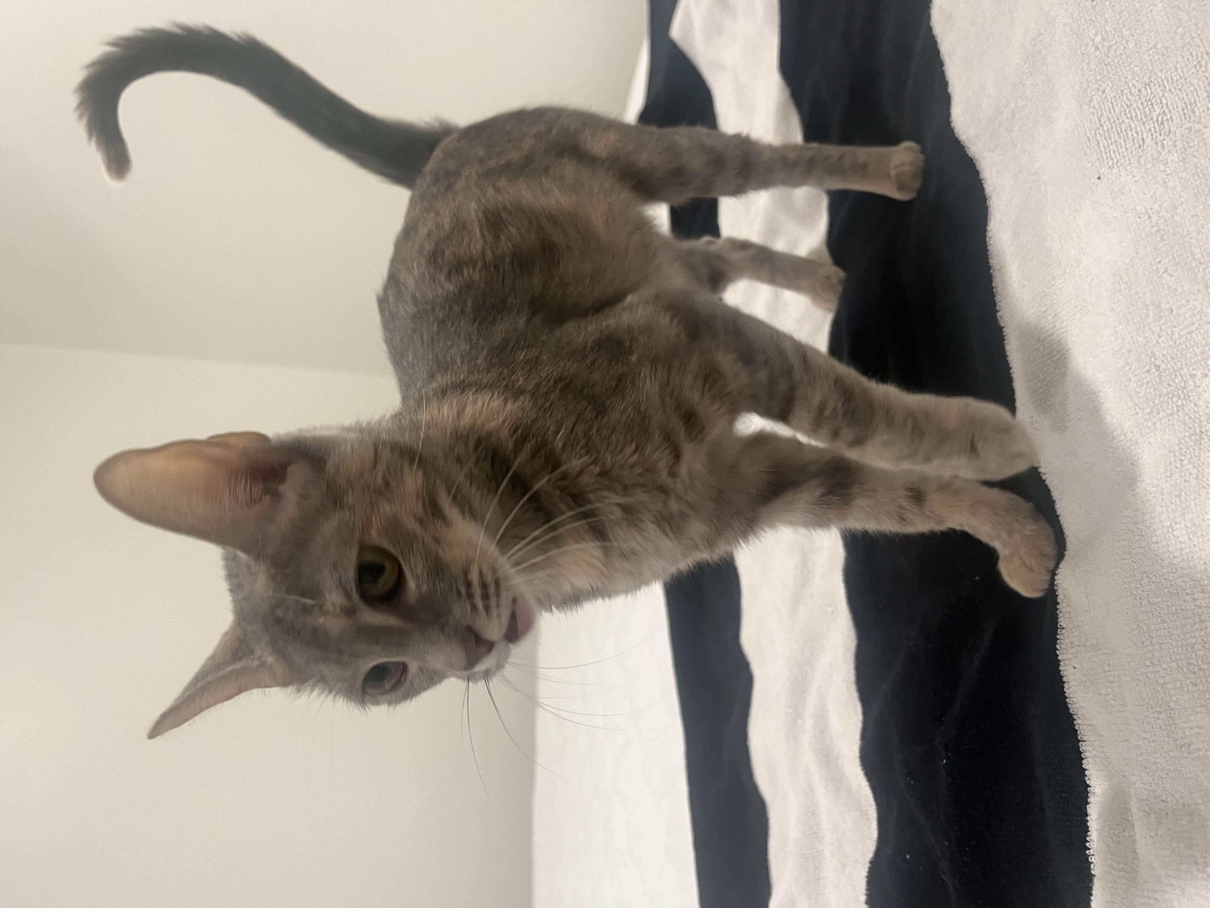 Addy - Kuykendahl Petsmart, a Adoptable mixed breed in Spring, TX image 3/6