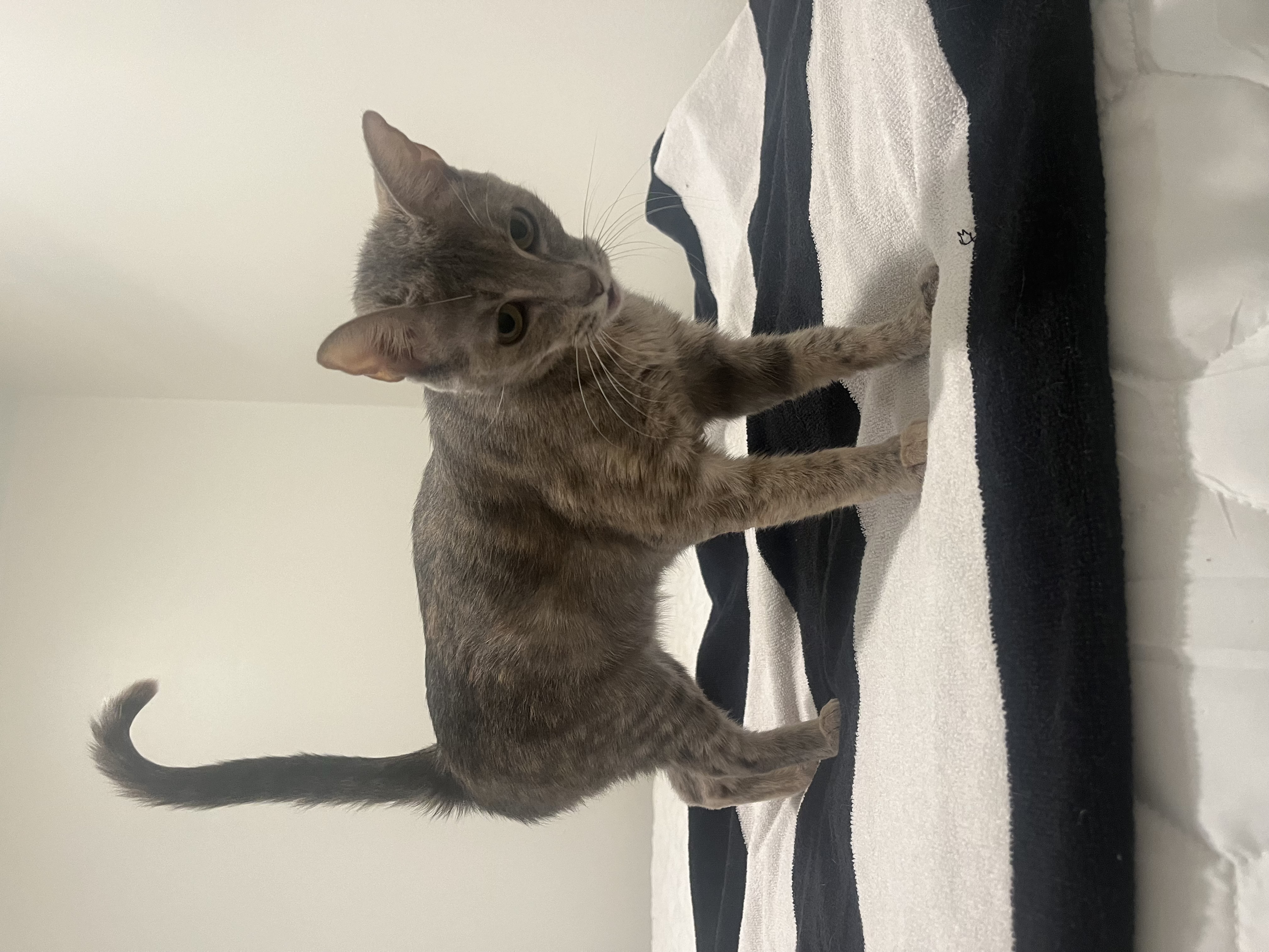 Addy - Kuykendahl Petsmart — thumbnail 2