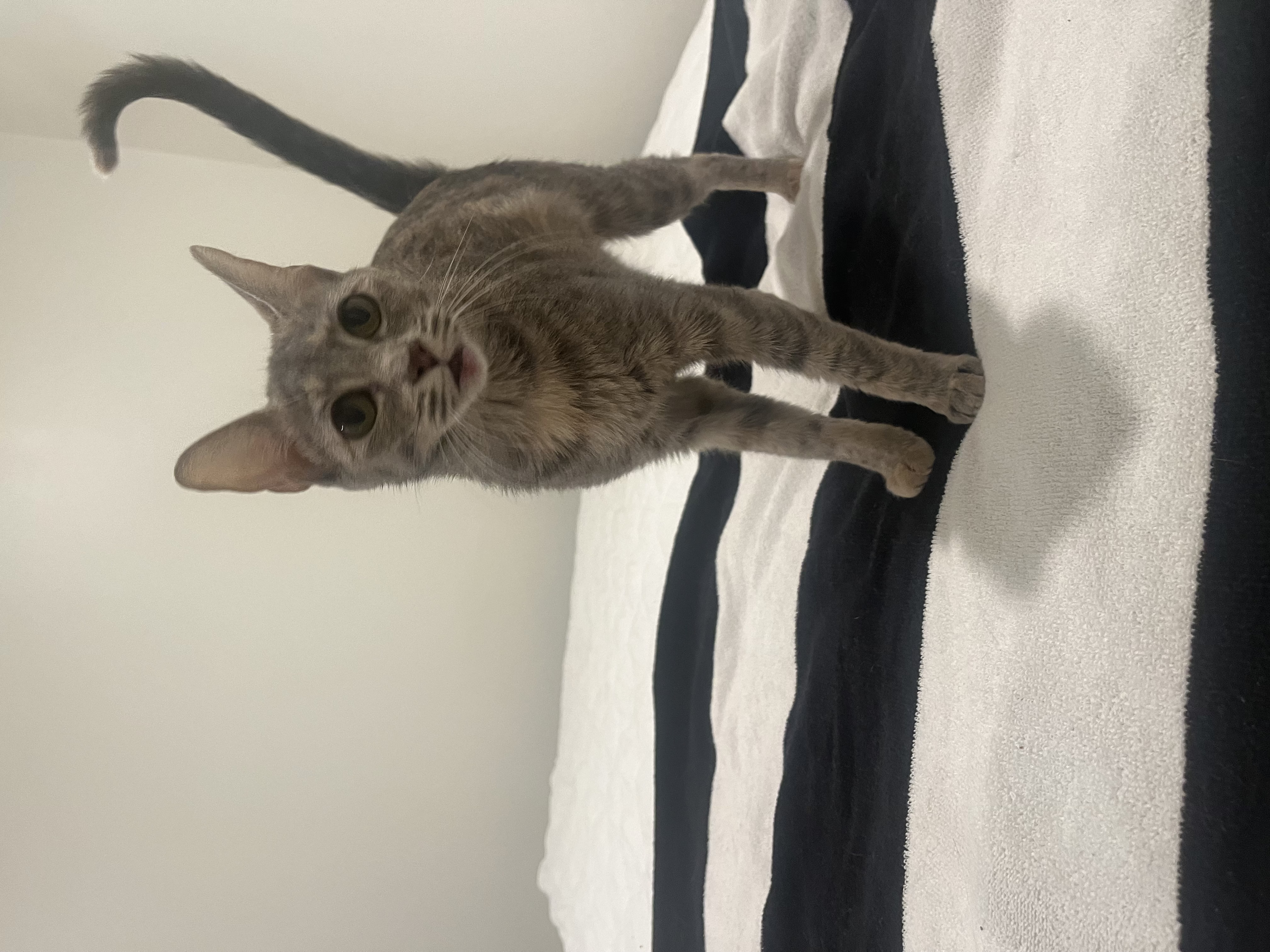 Addy - Kuykendahl Petsmart — thumbnail 3