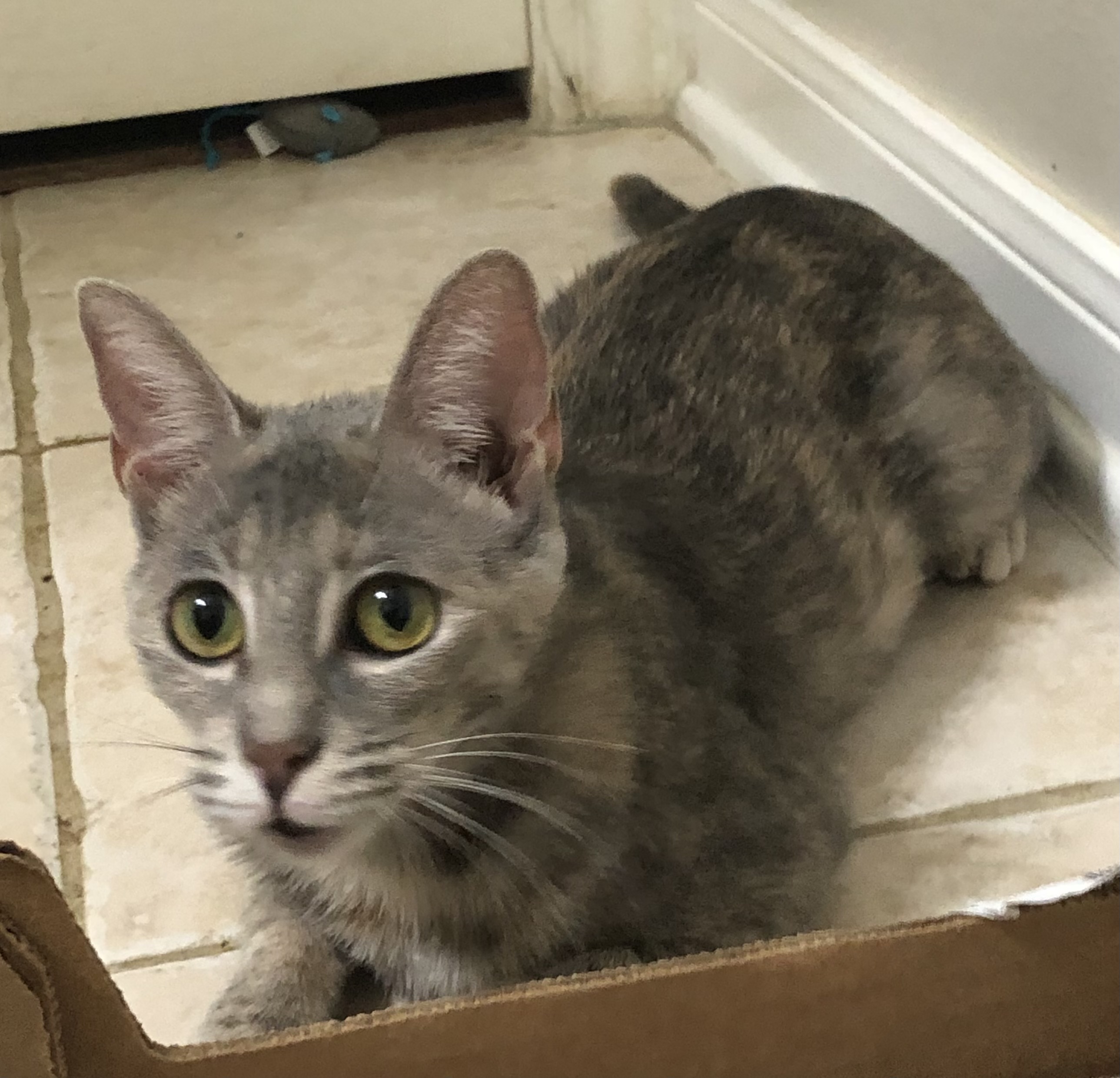 Addy - Kuykendahl Petsmart, Adoptable, Young Female Dilute Tortoiseshell & Torbie.