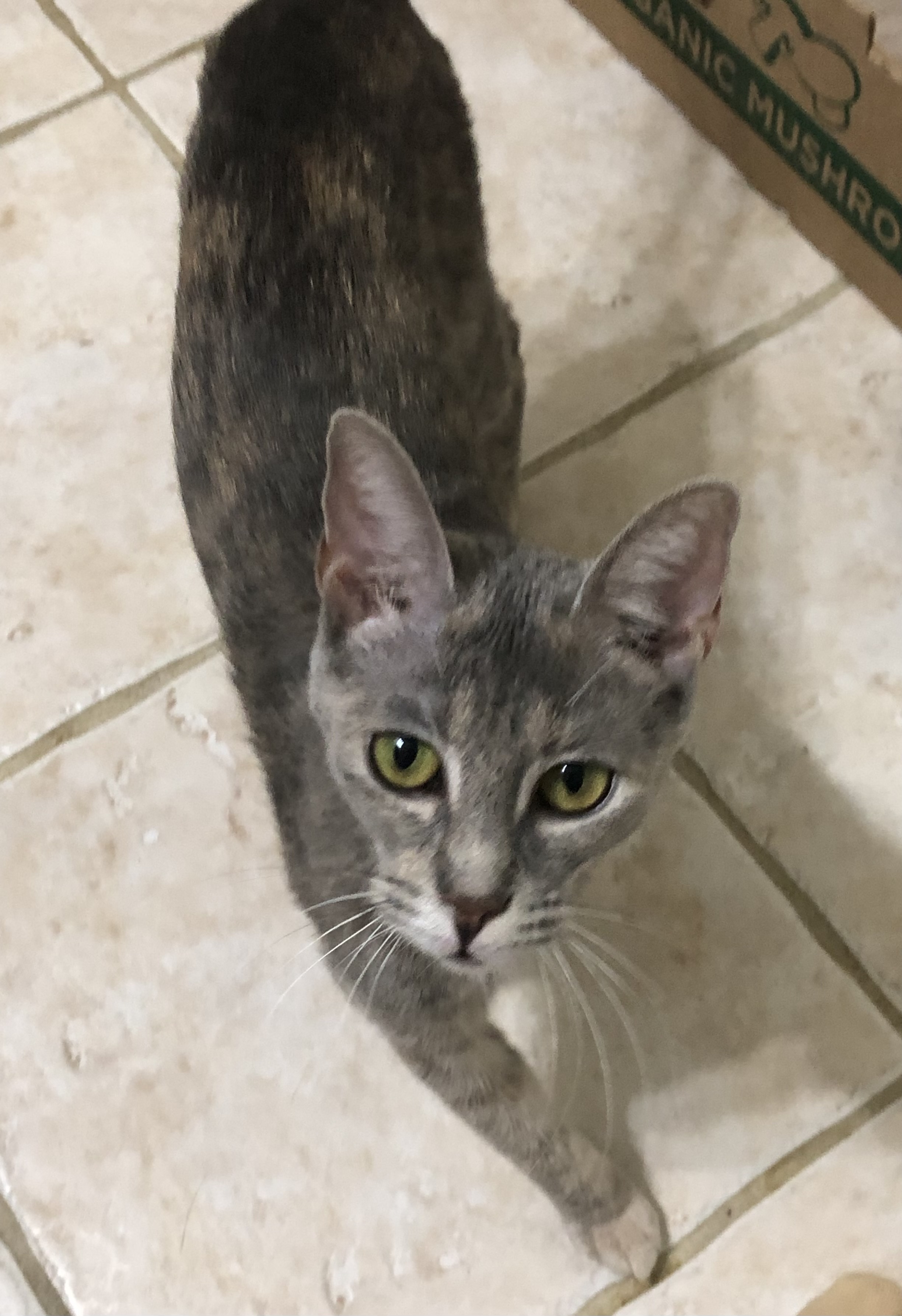 Addy - Kuykendahl Petsmart, a Adoptable mixed breed in Spring, TX image 6/6